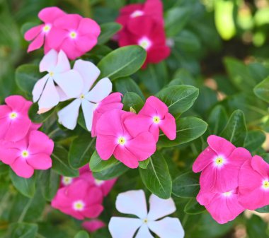 Catharanthus Roseus veya Vinca çiçeği, bahçede pembe, beyaz ve mor Vinca çiçeği