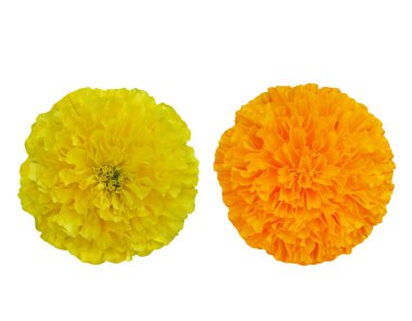 Güzel sarı ve turuncu kadife çiçekleri geleneksel işlevler için beyaz arkaplan Hint çiçeklerine izole edilmiş..