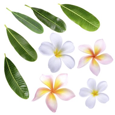 Beyaz pembe Plumeria çiçeği ve beyaz arkaplanda izole edilmiş yapraklar.