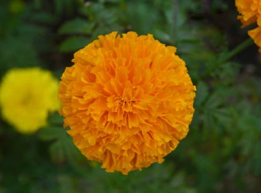 Bahçede güzel turuncu Afrika kadife çiçekleri; üst görünüm.