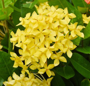 Güzel sarı başak çiçeği. Kral Ixora çiçek açıyor (Ixora chinensis). Rubiaceae çiçeği. xora çiçeği. Bahçedeki Ixora kakusinea çiçeği.