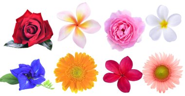 çok çiçekli gül Plumeria Kelebeği bezelye güneş deseni beyaz arka planda gerber.