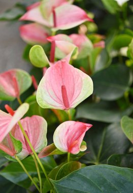 Bahçedeki güzel Anthurium çiçeği..