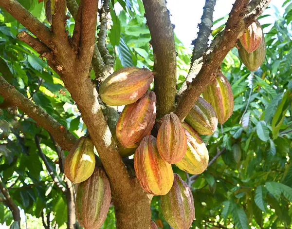 orange cocoa pods grow on trees. The cocoa tree, cacao with fruits, Raw cocoa cacao tree .