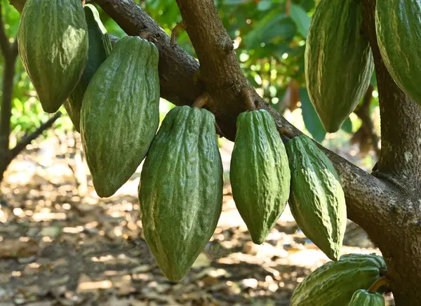 Green Cocoa pods grow on trees. The cocoa tree, cacao with fruits, Raw cocoa cacao tree .