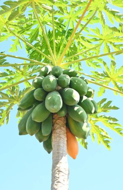 Çiftlikteki papaya ağacında yeşil, sarı Papaya meyvesi. Ağaçtaki yeşil papaya.