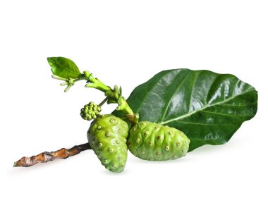 Harika Morinda, Tahiti noni, Hint dutu, plaj dutu, yapraklı meng kudu..