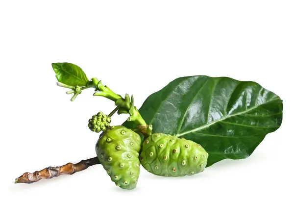 Harika Morinda, Tahiti noni, Hint dutu, plaj dutu, yapraklı meng kudu..