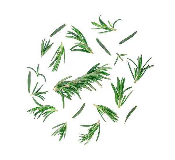 Biberiye dalı ve yaprakları beyaz arka planda izole edilmiş. 