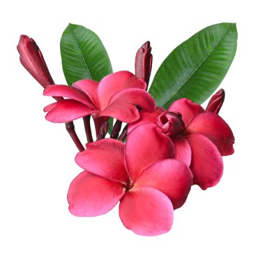 Plumeria, frangipani çiçekleri; şeffaf üzerinde yalıtılmış kırmızı Hawaii çiçeği.
