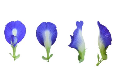 Kelebek bezelye çiçeği seti.