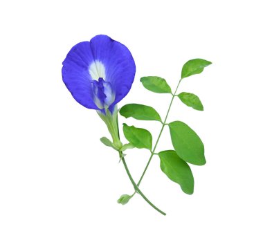 Beyaz arka planda yaprağı olan kelebek bezelyesi çiçeği.