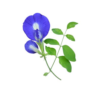 Beyaz arka planda yaprağı olan kelebek bezelyesi çiçeği.