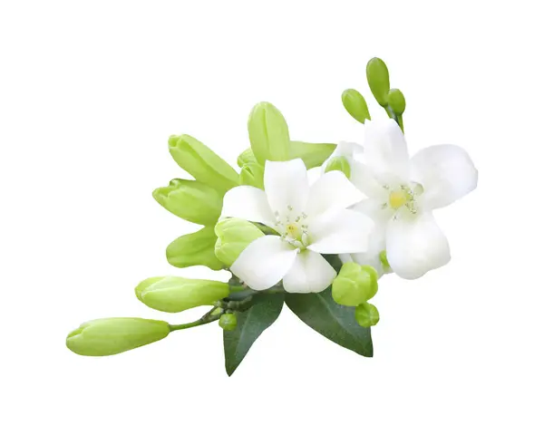 Turuncu yasemin ve beyaz arkaplanda yapraklar.