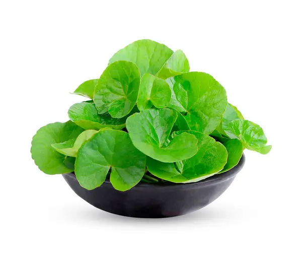 stock image Centella asiatica in a black ceramic  bowl.