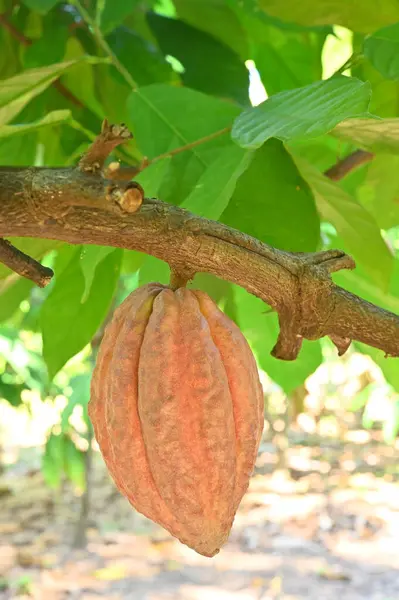 portakallı kakao kabukları ağaçta yetişir. Kakao ağacı, meyveli kakao, çiğ kakao ağacı. .