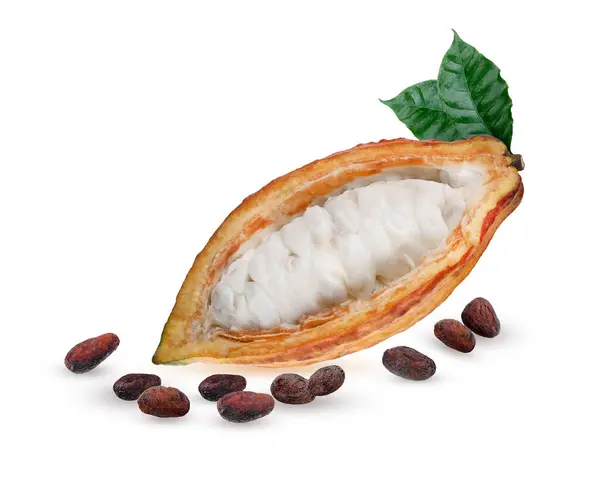 Beyaz arka planda izole edilmiş kakao kabuklu kakao çekirdekleri. .