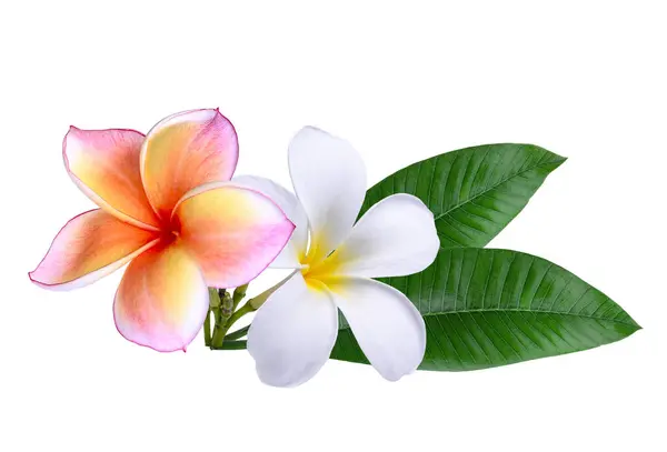 Plumeria, beyaz arka planda izole edilmiş pembe beyaz frangipani çiçekleri..