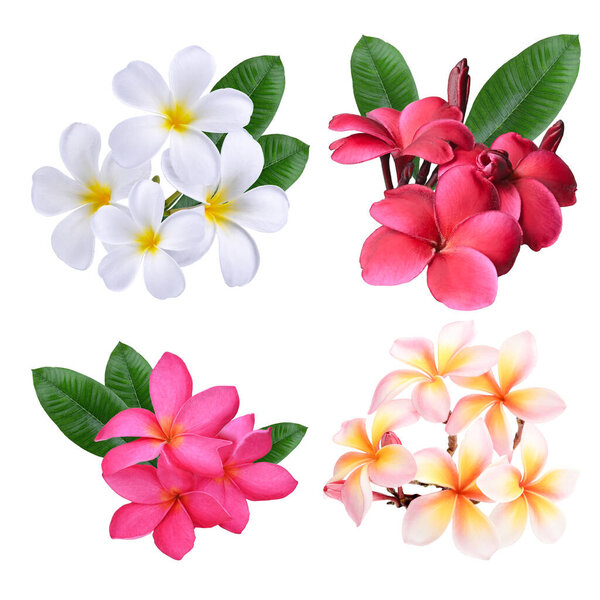 Set of Plumeria, frangipani flowers red ,yellow ,pink  isolated on  white background.