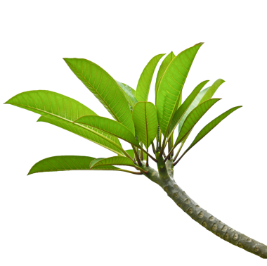 Plumeria (frangipani) yaprakları ve dalı şeffaf üzerine izole edilmiştir.