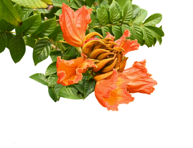 Gösterişli turuncu bardak şeklindeki kamp çiçekleriyle Afrika lale ağacı. Gökyüzü ile zıt, şeffaf mavi bulutlar var.