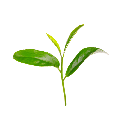 Yeşil çay yaprağı şeffaf üzerinde izole.