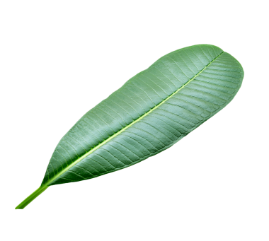 Şeffaf üzerinde Frangipani yaprağı izole.