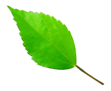 Şeffaf yeşil yapraklar.