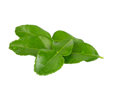 Bergamot kaffir limonu şeffaf bir maddeye taze bitki bırakır..