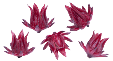 Taze roselle hibiscus, bamya, Jamaika soreli, şeffaf olarak izole edilmiş..