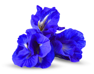 Ağaç Kelebeği Bezelye Çiçekleri şeffaf üzerinde izole