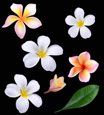 Arka planda izole edilmiş beyaz pembe Plumeria çiçeği seti..
