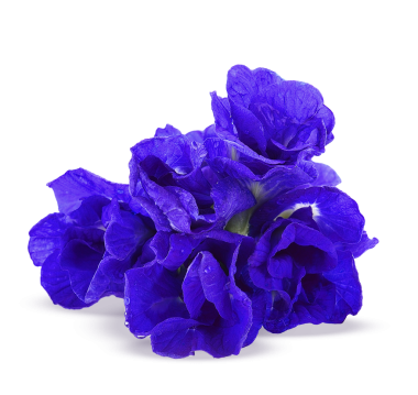 Kelebek bezelyesi çiçekleri beyaz arka planda izole edilmiş. Kelebek bezelyesi çiçekleri. Şeffaf gözün A vitamini yüksek..