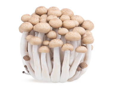 Kahverengi kayın mantarı veya Shimeji mantarı. Saydamda yüksek miktarda yiyecek..