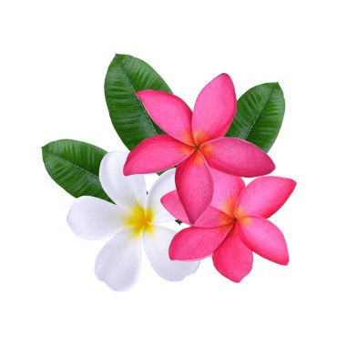 Plumeria, frangipani çiçekleri pembe, beyaz arka planda izole edilmiş beyaz.
