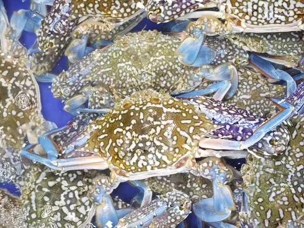 Deniz kenarındaki pazarda taze yengeçler ve deniz ürünleri..