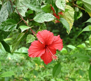kırmızı amber çiçeği ya da ayakkabı çiçeği ya da Hawaii amfibisi, bahçede çiçek açıyor. 