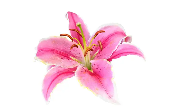 Taze pembe zambak çiçeği buketi beyaz arka planda izole edilmiş