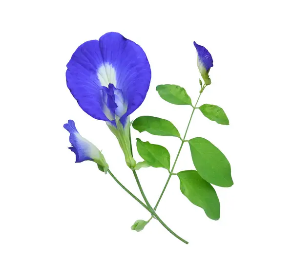 Beyaz arka planda izole edilmiş güzel kelebek şekilli bezelye çiçeklerine yakın plan..