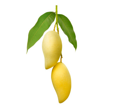 Taze sarı mango ve yapraklar ağaçta asılı..