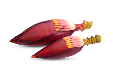 Muz çiçeği. Vegan alternatifler için bitkisel hammadde. Kırmızı derili muz çiçeği. şeffaf.