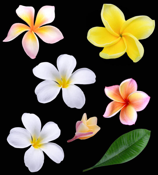 set of   Plumeria flower  white pink yellow isolated on back background.