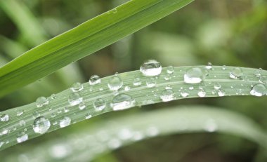 Ağaçlardaki çiy damlaları, çimenlerin üzerine su damlaları, yeşil yaprakların üzerine beyaz, taze sabah tarlaları..