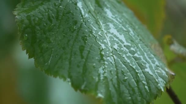 森の中の木の葉の雨 — ストック動画