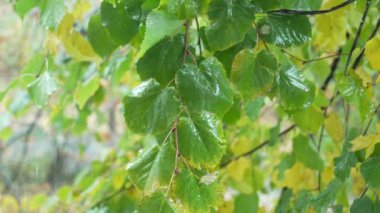 Ormandaki ağaç yapraklarına yağmur yağıyor.