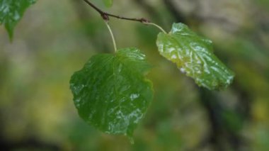 Ormandaki ağaç yapraklarına yağmur yağıyor.