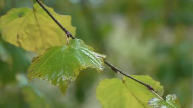 Ormandaki ağaç yapraklarına yağmur yağıyor.