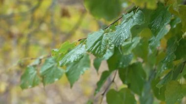 Ormandaki ağaç yapraklarına yağmur yağıyor.
