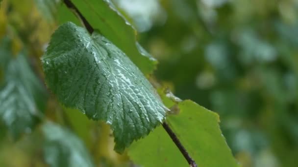 Rain Tree Leaves Forest — Stock Video