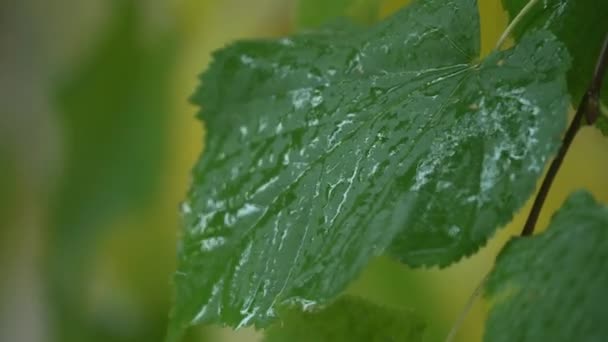森林里树叶上的雨 — 图库视频影像
